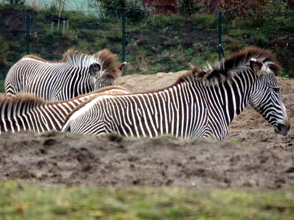 Grévy`s Zebras at the Safaripark Beekse Bergen, viewed from the car during the Autosafari