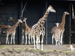 Rothschild`s Giraffes and Grévy`s Zebras at the Safaripark Beekse Bergen, viewed from the car during the Autosafari