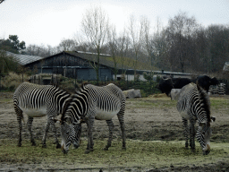 Grévy`s Zebras and African Buffalos at the Safaripark Beekse Bergen, viewed from the car during the Autosafari