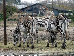 Grévy`s Zebras at the Safaripark Beekse Bergen, viewed from the car during the Autosafari