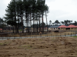 Rothschild`s Giraffe, African Buffaloes and holiday homes of the Safari Resort at the Safaripark Beekse Bergen, under construction, viewed from the car during the Autosafari