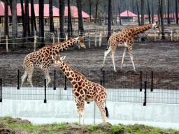 Rothschild`s Giraffes, Grévy`s Zebras and holiday homes of the Safari Resort at the Safaripark Beekse Bergen, under construction, viewed from the car during the Autosafari