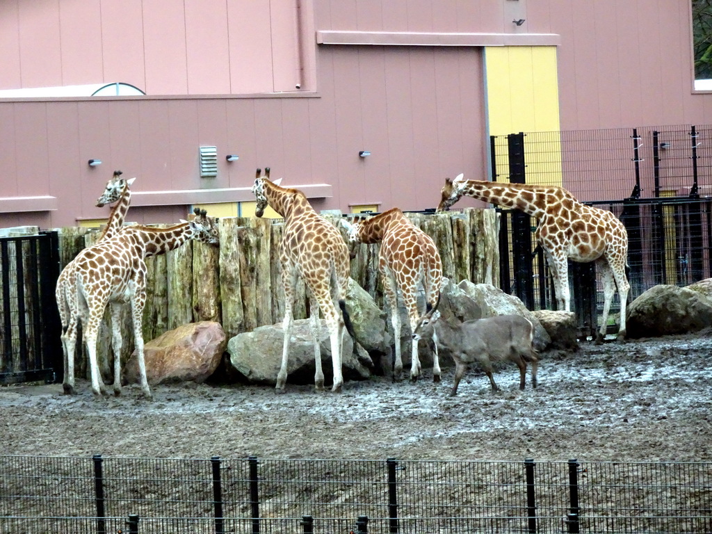 Rothschild`s Giraffes and Sable Antelope at the Safaripark Beekse Bergen, viewed from the car during the Autosafari