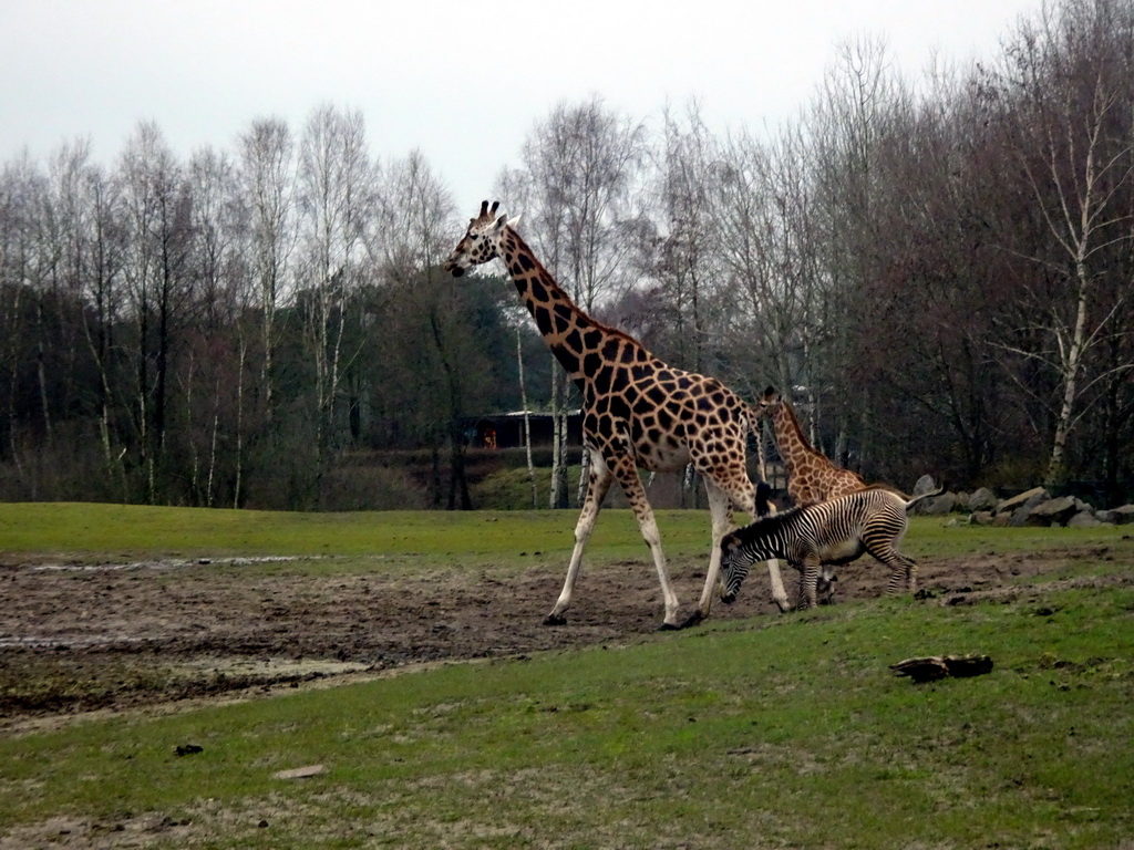 Rothschild`s Giraffes and Grévy`s Zebra at the Safaripark Beekse Bergen, viewed from the car during the Autosafari