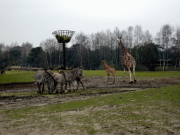 Rothschild`s Giraffes and Grévy`s Zebras at the Safaripark Beekse Bergen, viewed from the car during the Autosafari