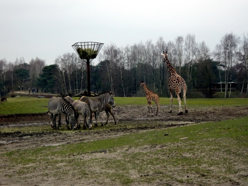 Rothschild`s Giraffes and Grévy`s Zebras at the Safaripark Beekse Bergen, viewed from the car during the Autosafari