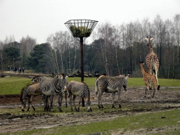 Rothschild`s Giraffes and Grévy`s Zebras at the Safaripark Beekse Bergen, viewed from the car during the Autosafari