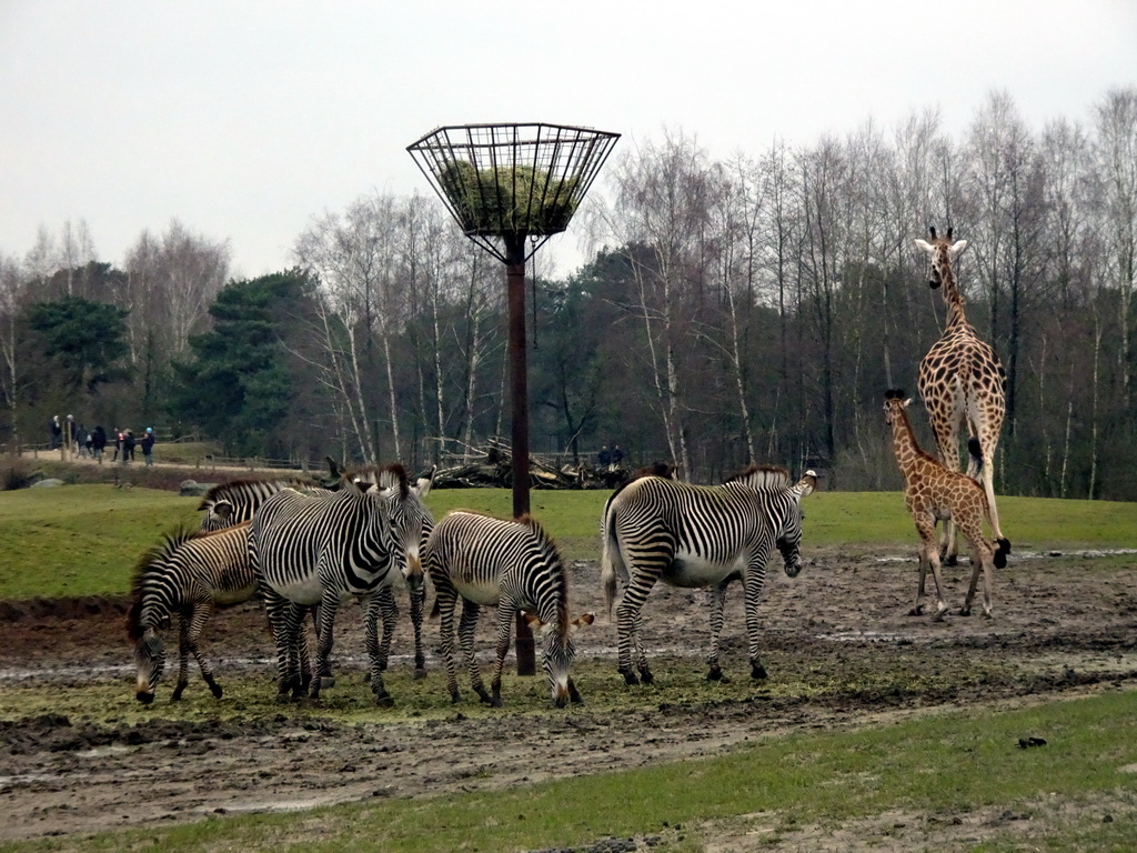 Rothschild`s Giraffes and Grévy`s Zebras at the Safaripark Beekse Bergen, viewed from the car during the Autosafari