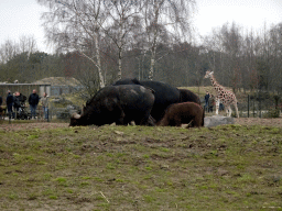 Rothschild`s Giraffe and African Buffalos at the Safaripark Beekse Bergen, viewed from the car during the Autosafari