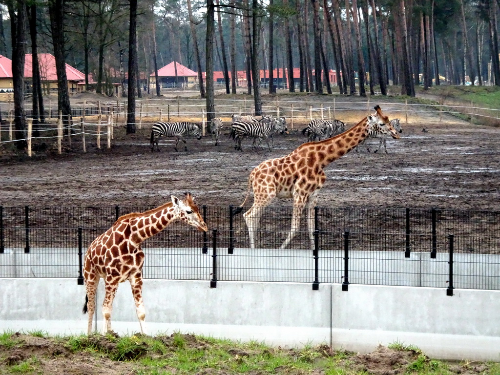 Rothschild`s Giraffes, Grévy`s Zebras and holiday homes of the Safari Resort at the Safaripark Beekse Bergen, under construction, viewed from the car during the Autosafari
