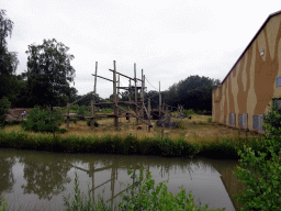 Chimpanzees at the Safaripark Beekse Bergen