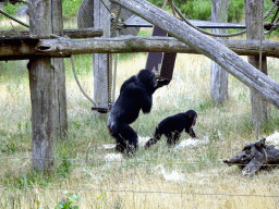 Chimpanzees at the Safaripark Beekse Bergen