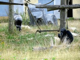 Chimpanzees at the Safaripark Beekse Bergen