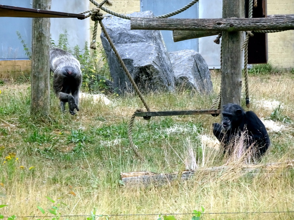 Chimpanzees at the Safaripark Beekse Bergen