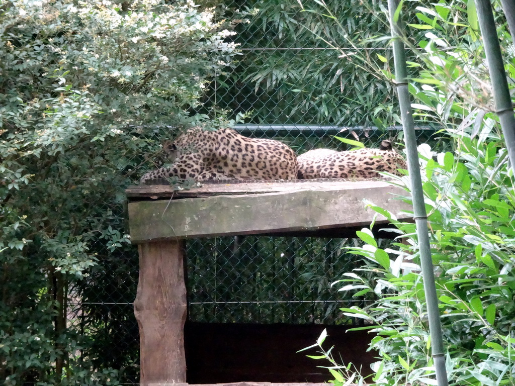 Leopard at the Safaripark Beekse Bergen