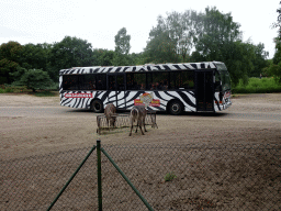 Safari bus and deer at the Safaripark Beekse Bergen