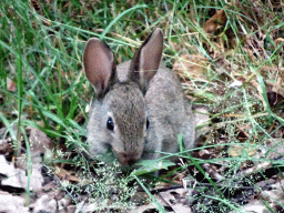 Rabbit at the Safaripark Beekse Bergen