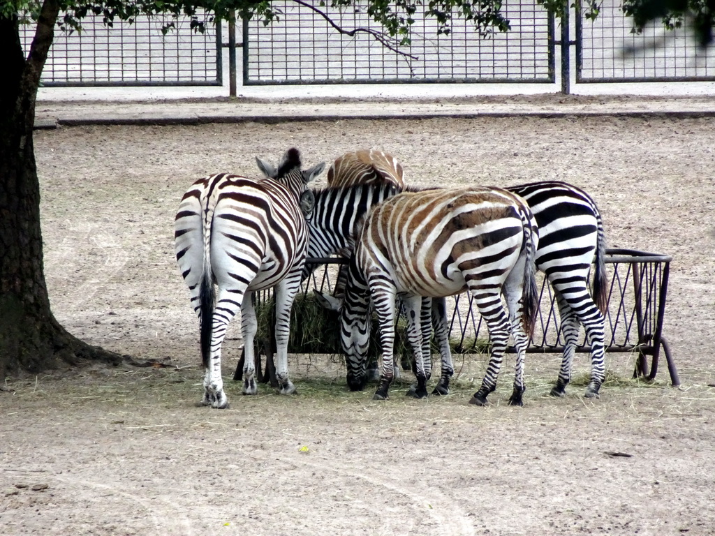 Grévy`s Zebras at the Safaripark Beekse Bergen