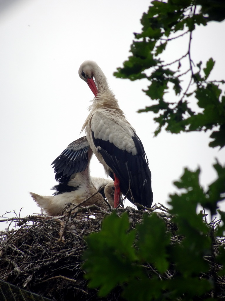 White Storks in a nest on top of the Wetland Aviary at the Safaripark Beekse Bergen