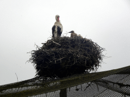 White Storks in a nest on top of the Wetland Aviary at the Safaripark Beekse Bergen
