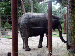 African Elephant at the Safaripark Beekse Bergen