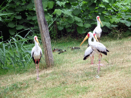 Yellow-billed Storks at the Wetland Aviary at the Safaripark Beekse Bergen