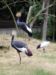 Black Crowned Cranes and an African Sacred Ibis at the Wetland Aviary at the Safaripark Beekse Bergen