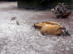 Banded Mongooses and Red River Hogs at the Safaripark Beekse Bergen