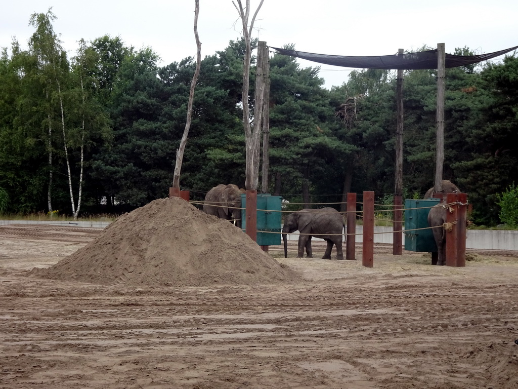 African Elephants at the Safaripark Beekse Bergen