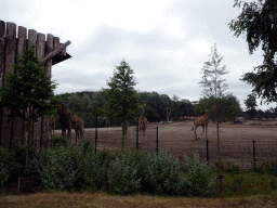 Rothschild`s Giraffes at the Safaripark Beekse Bergen