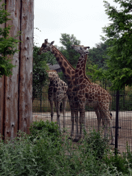 Rothschild`s Giraffes at the Safaripark Beekse Bergen