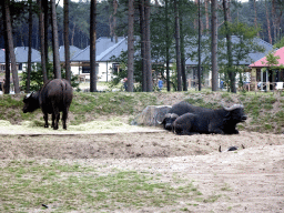 Wildebeests and holiday homes of the Safari Resort at the Safaripark Beekse Bergen