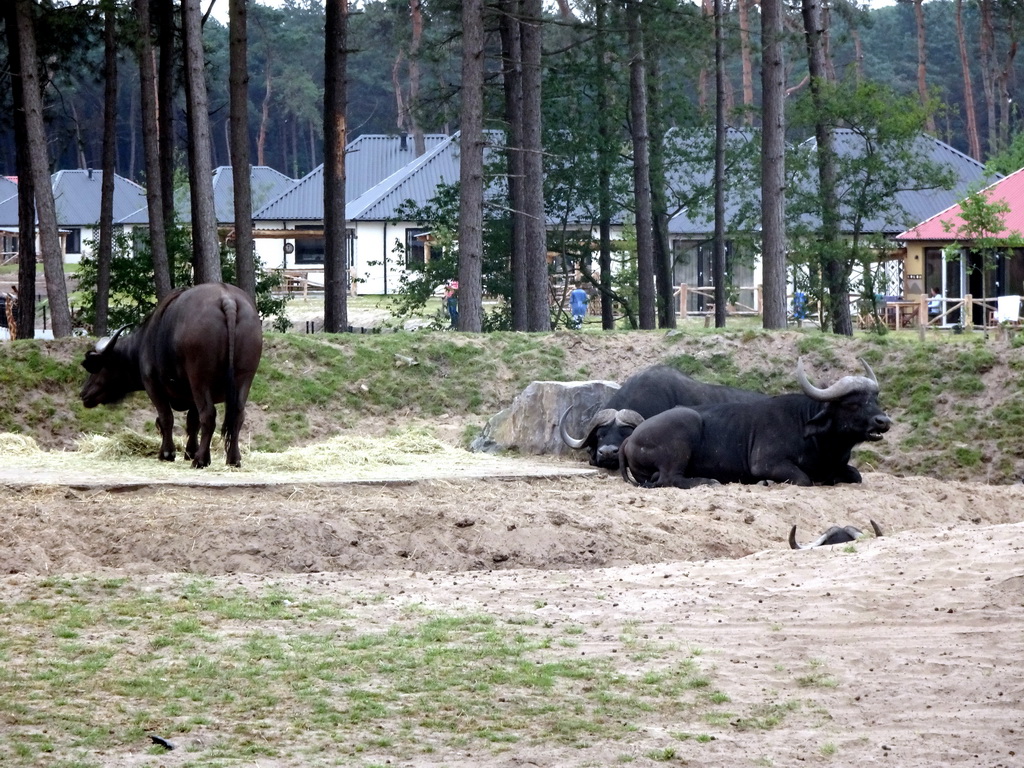 Wildebeests and holiday homes of the Safari Resort at the Safaripark Beekse Bergen