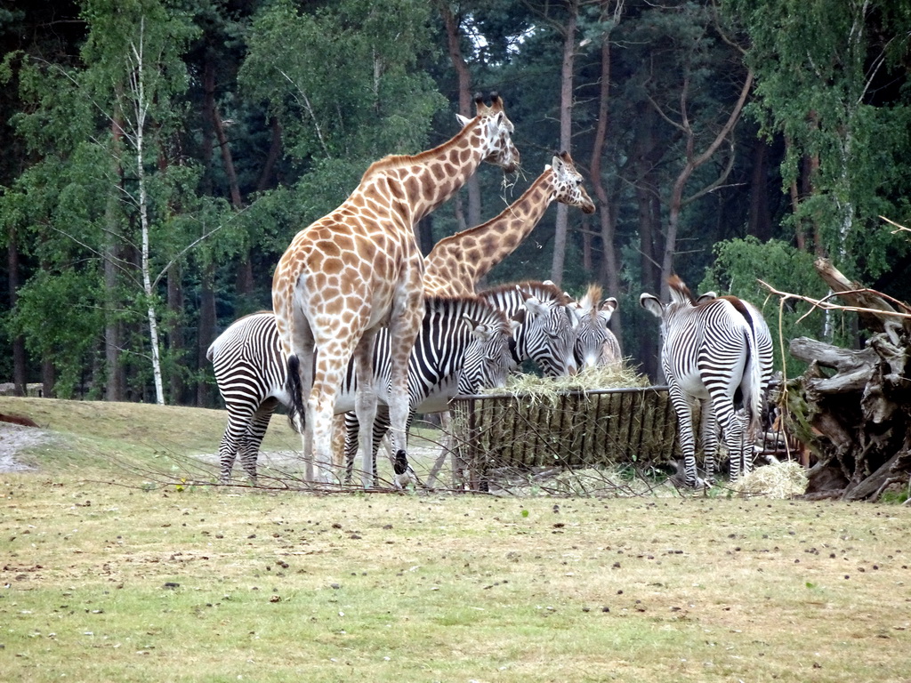Rothschild`s Giraffes and Grévy`s Zebras at the Safaripark Beekse Bergen