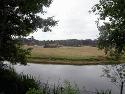 Rothschild`s Giraffes and Grévy`s Zebras at the Safaripark Beekse Bergen