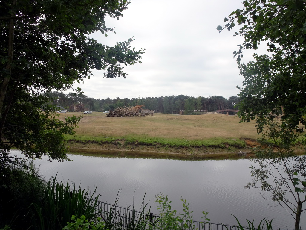 Rothschild`s Giraffes and Grévy`s Zebras at the Safaripark Beekse Bergen