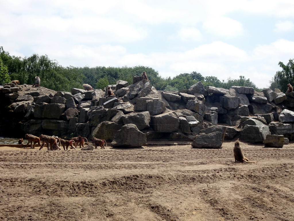 Hamadryas Baboons at the Safaripark Beekse Bergen