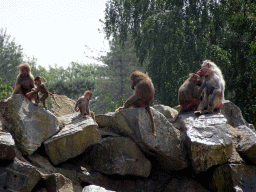 Hamadryas Baboons at the Safaripark Beekse Bergen