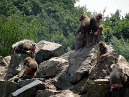 Hamadryas Baboons at the Safaripark Beekse Bergen