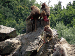 Hamadryas Baboons at the Safaripark Beekse Bergen