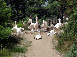 Great White Pelicans at the Safaripark Beekse Bergen