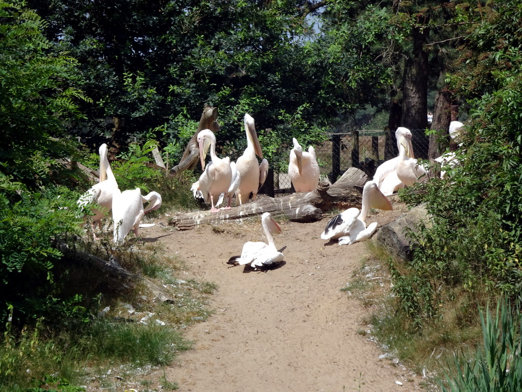 Great White Pelicans at the Safaripark Beekse Bergen