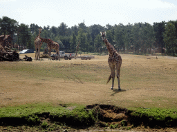 Rothschild`s Giraffes at the Safaripark Beekse Bergen