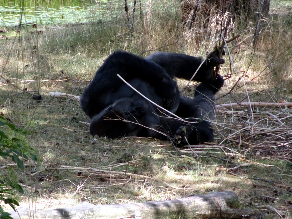 Gorilla at the Safaripark Beekse Bergen