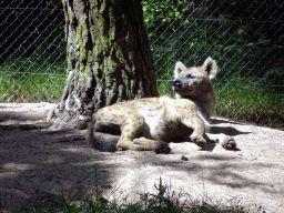 African Wild Dog at the Safaripark Beekse Bergen