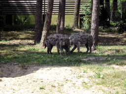 African Wild Dogs at the Safaripark Beekse Bergen