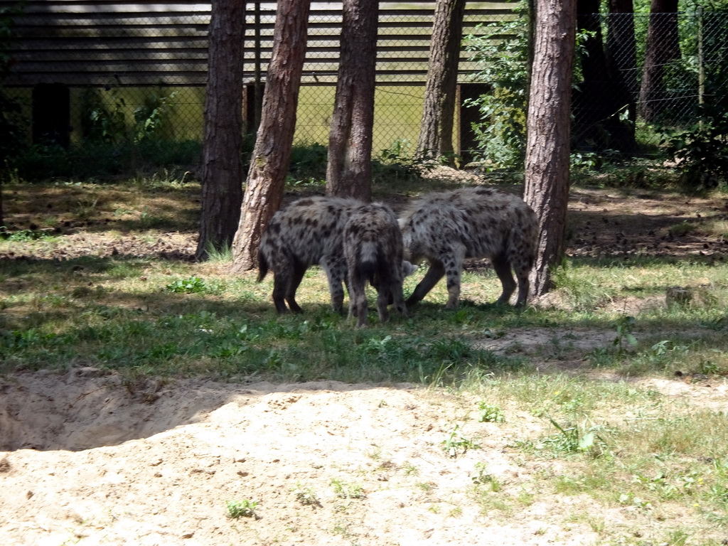 African Wild Dogs at the Safaripark Beekse Bergen