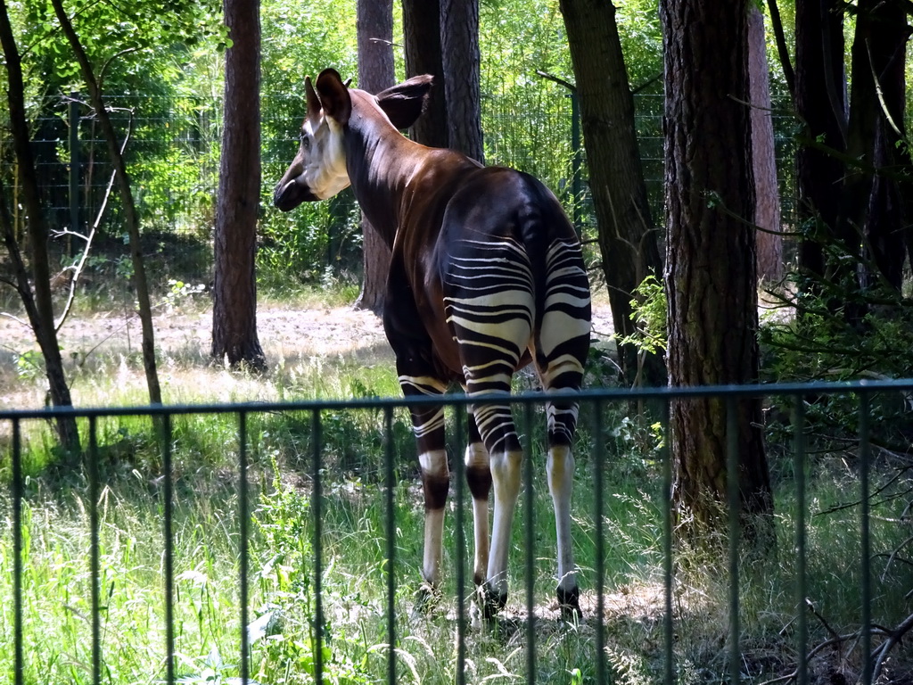 Okapi at the Safaripark Beekse Bergen