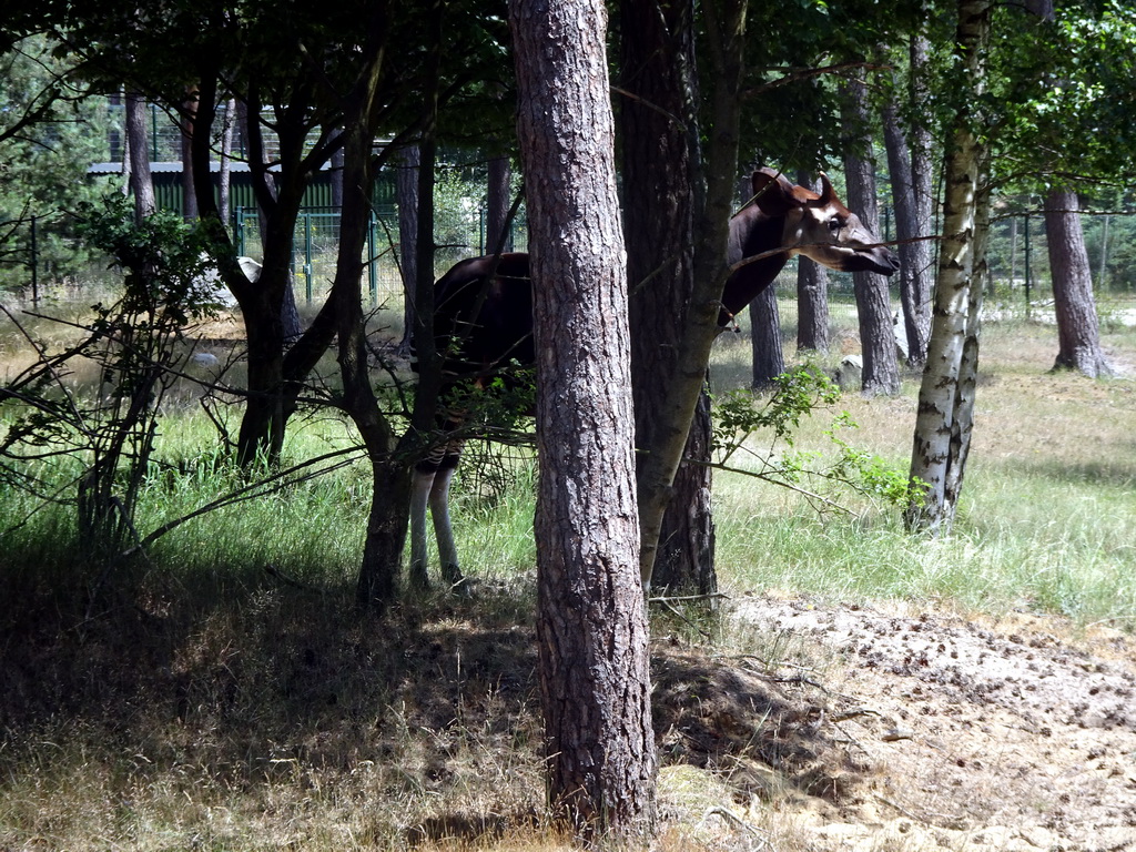 Okapi at the Safaripark Beekse Bergen