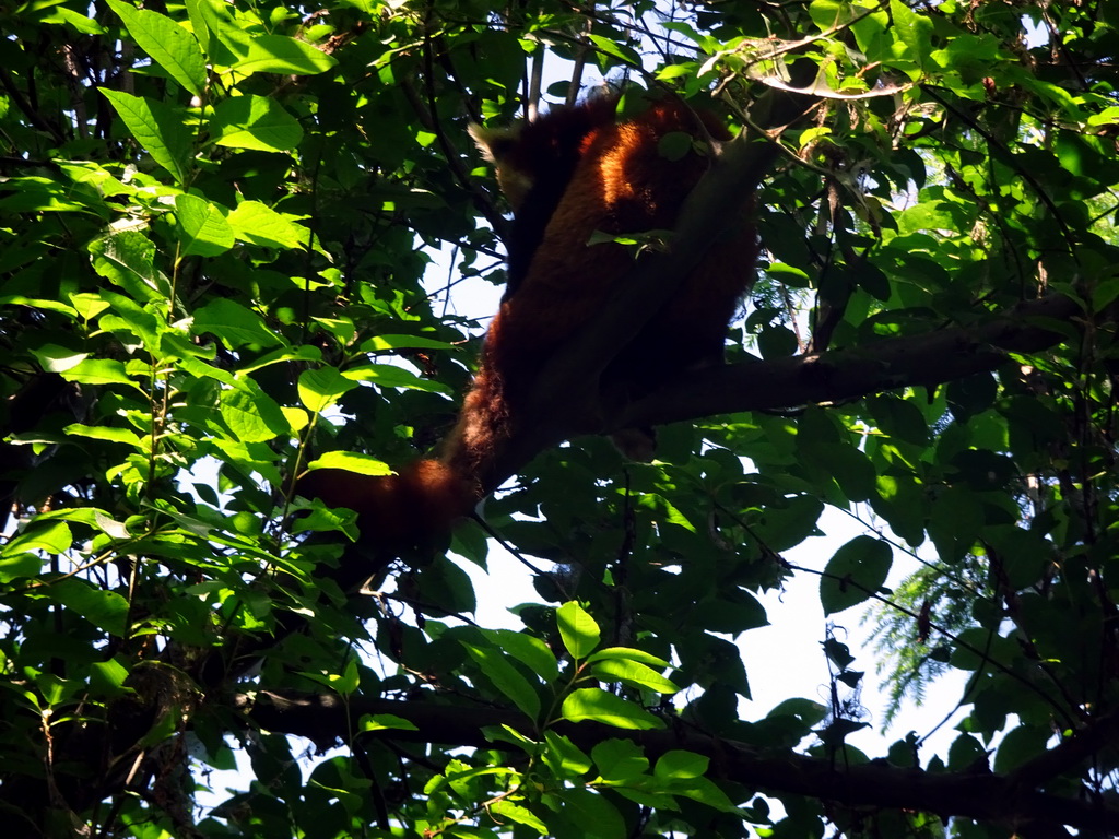 Red Panda at the Safaripark Beekse Bergen